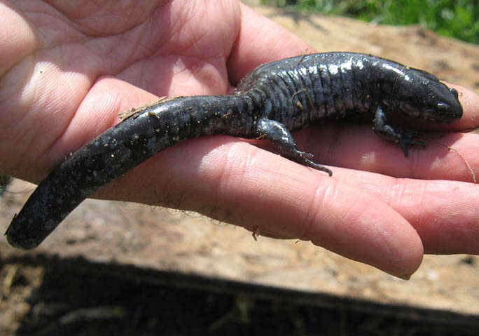 Smallmouth Salamander